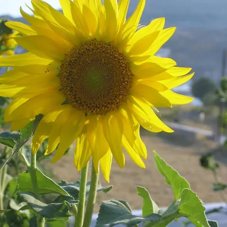 Lägenhetshotell Nicolas 3*