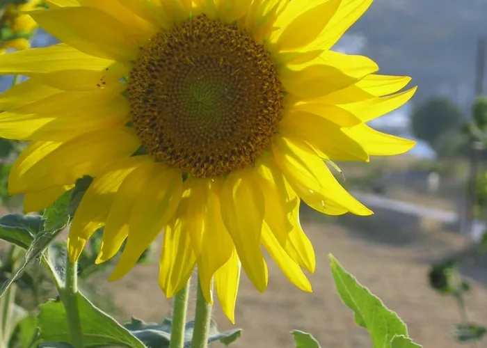 Aparthotel Nicolas 3*